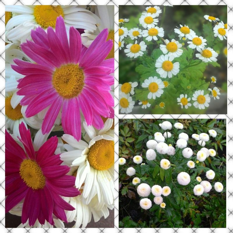 ���������: ������������ � �������, ������� ������� ��� ���