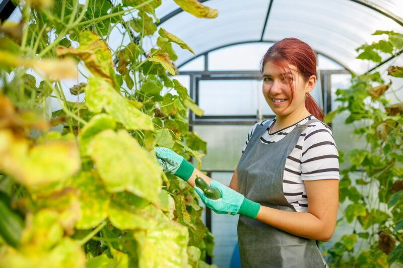 Почему у огурцов желтеют листья и как с этим бороться?