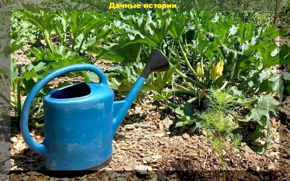 ��� ��������� ������� � ��������� �� �������� ����� � ����� ������