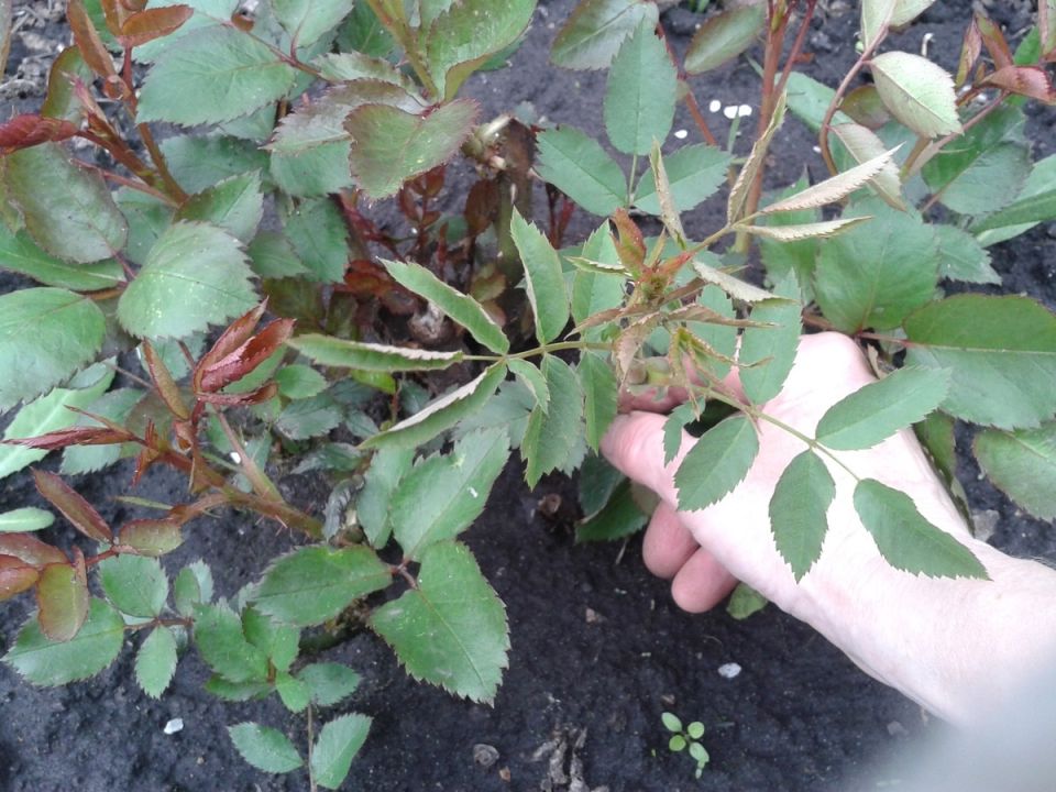 ��� ���������� ���������� � ����� �������� ���