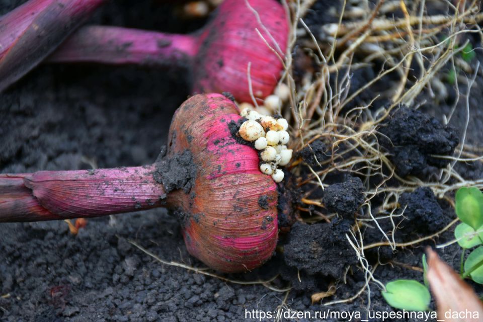 ��� ��������� �������� ����������: ������ �� ����� � ��������