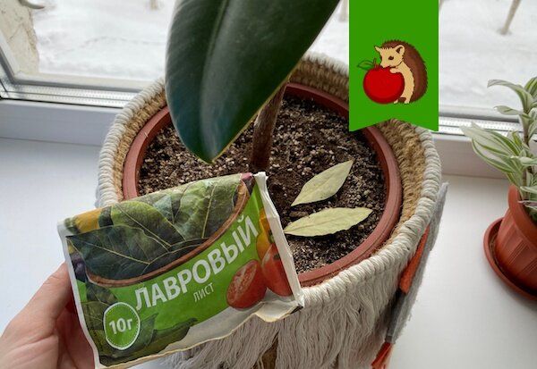 Лавровый лист в горшках: секреты ухода за цветами