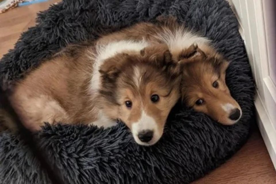 ����������, ������� �������� ��� ���������� ������