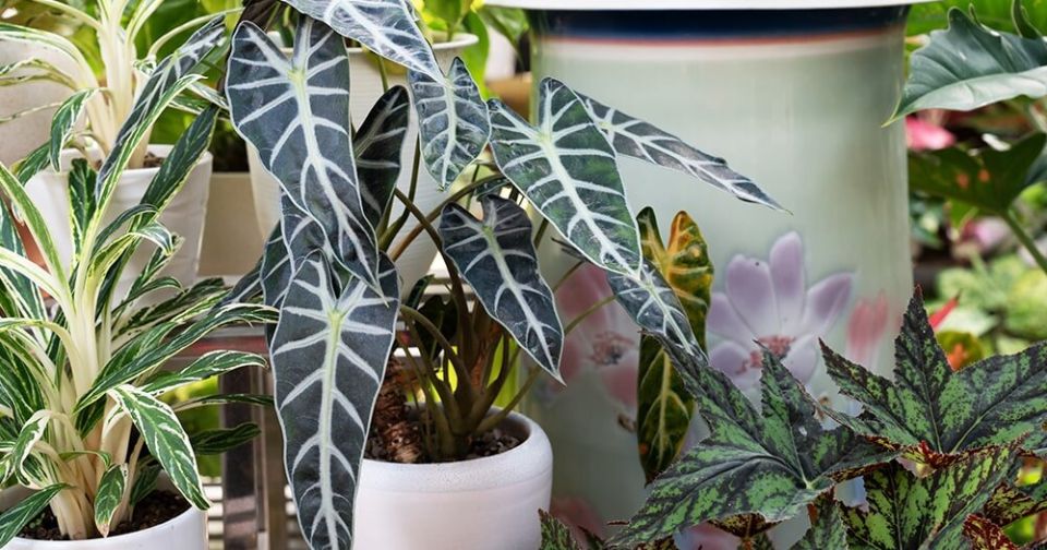 ���������� ���� �� ���������: ������� ��������� �����������